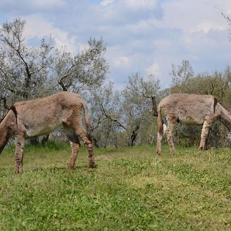 Agriturismo La Lampada Di Atena Vetralla Exterior foto